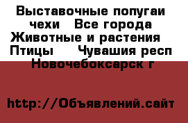 Выставочные попугаи чехи - Все города Животные и растения » Птицы   . Чувашия респ.,Новочебоксарск г.